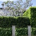 An impressive hedge by deidre