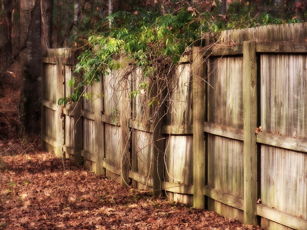 Back of the fence... by marlboromaam