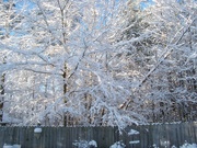 26th Dec 2021 - Winter trees...