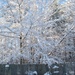 Winter trees... by marlboromaam