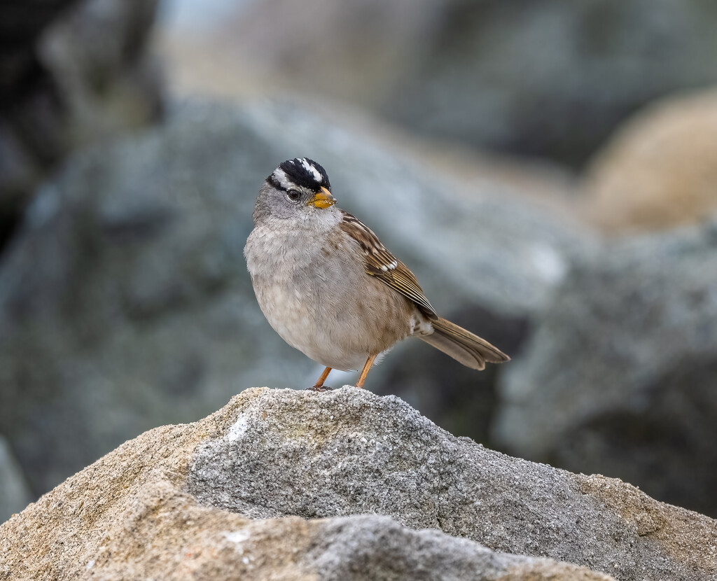 White-crowned Sparrow by nicoleweg