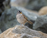 25th Dec 2021 - White-crowned Sparrow
