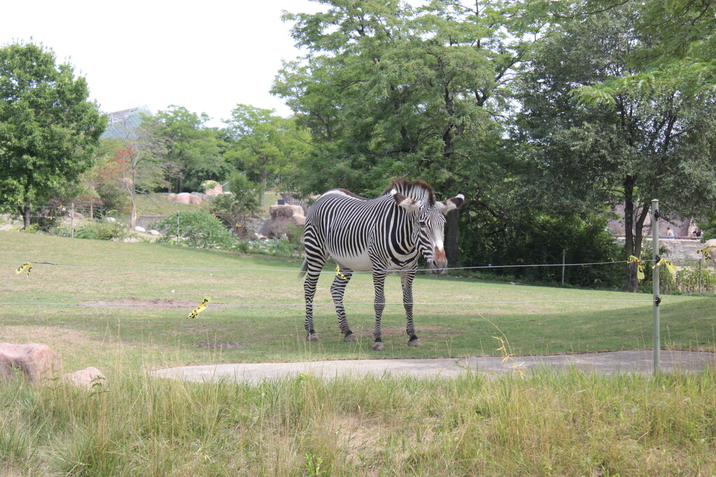 Z #2: Zebra (at the Zoo) by spanishliz