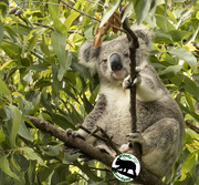 25th Dec 2021 - nothing like a new koala for xmas