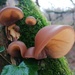 Fungi  by kimka
