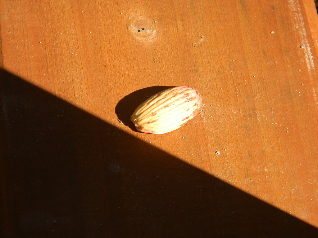 Nut on Playground Table by sfeldphotos