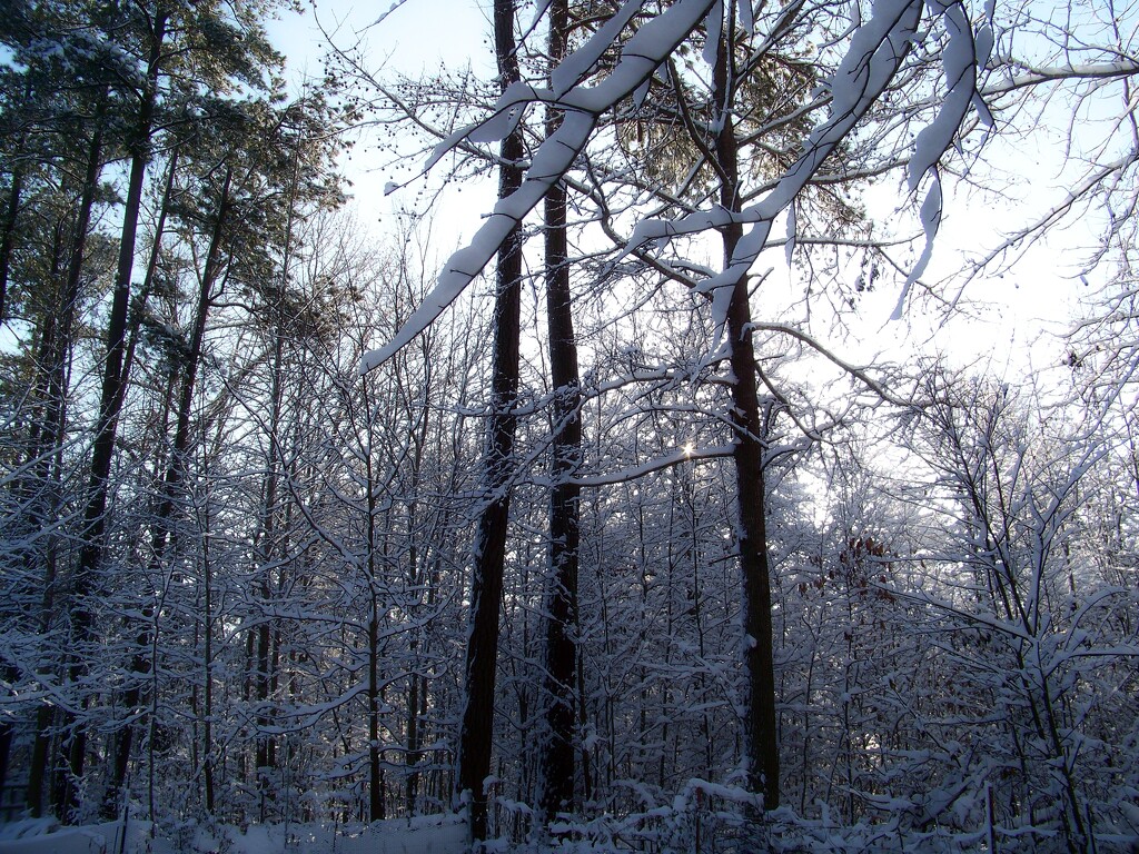 Snow covered trees... by marlboromaam