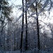 Snow covered trees... by marlboromaam