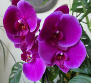 14th Dec 2021 - Orchids blooming...