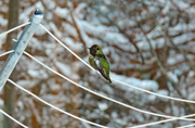 26th Dec 2021 - Male Annas Hummingbird