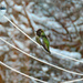 Male Annas Hummingbird by kathyo