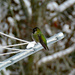 Male Annas Hummingbird by kathyo