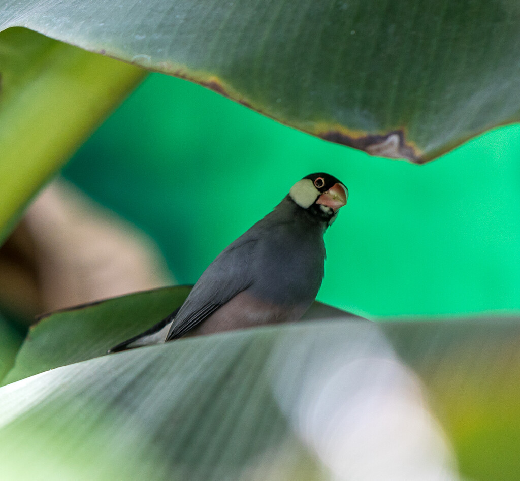 I think this is a Finch looking curious? by creative_shots