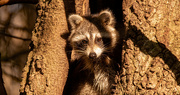 26th Dec 2021 - Rocky Raccoon Was In His Tree Today!