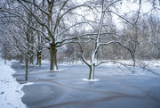 26th Dec 2021 - Trees in Ice. 