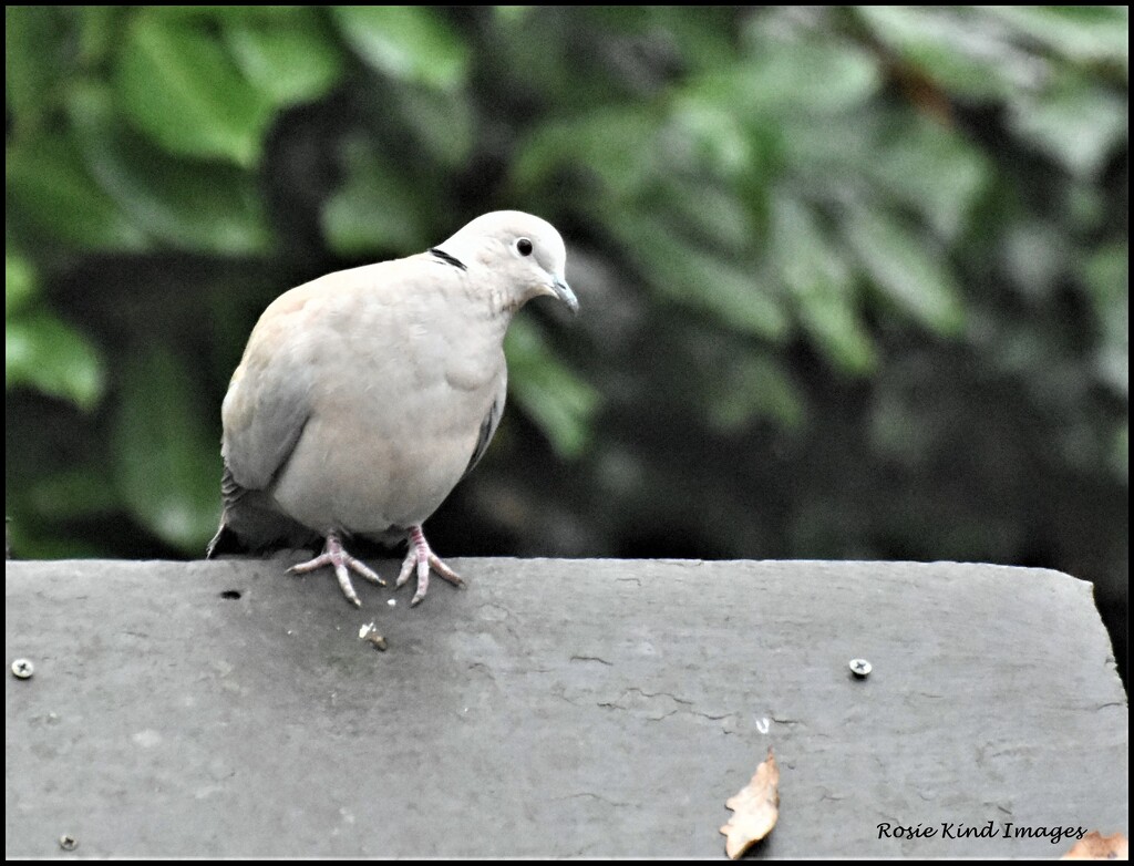 Hello little dove by rosiekind