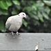 Hello little dove by rosiekind