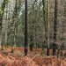 Winter colours in the forest by yorkshirelady