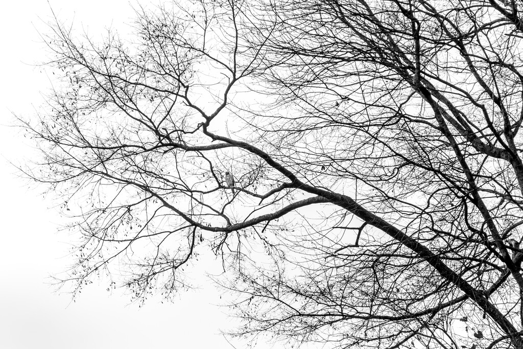 Hawk in Tree by darylo