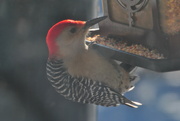 27th Dec 2021 - Day 361: Red-bellied Woodpecker 