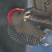 Day 361: Red-bellied Woodpecker  by jeanniec57