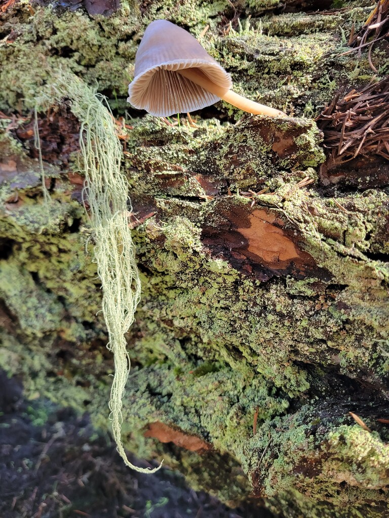 Tiny Mushroom by kimmer50