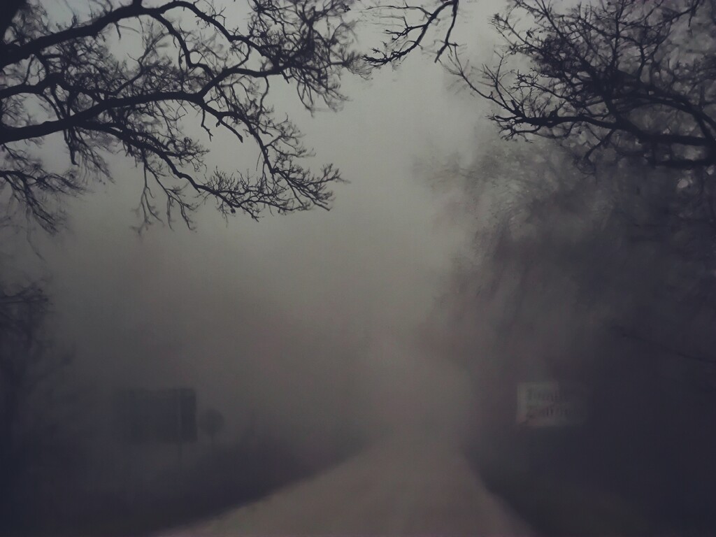 Foggy and spooky by velina
