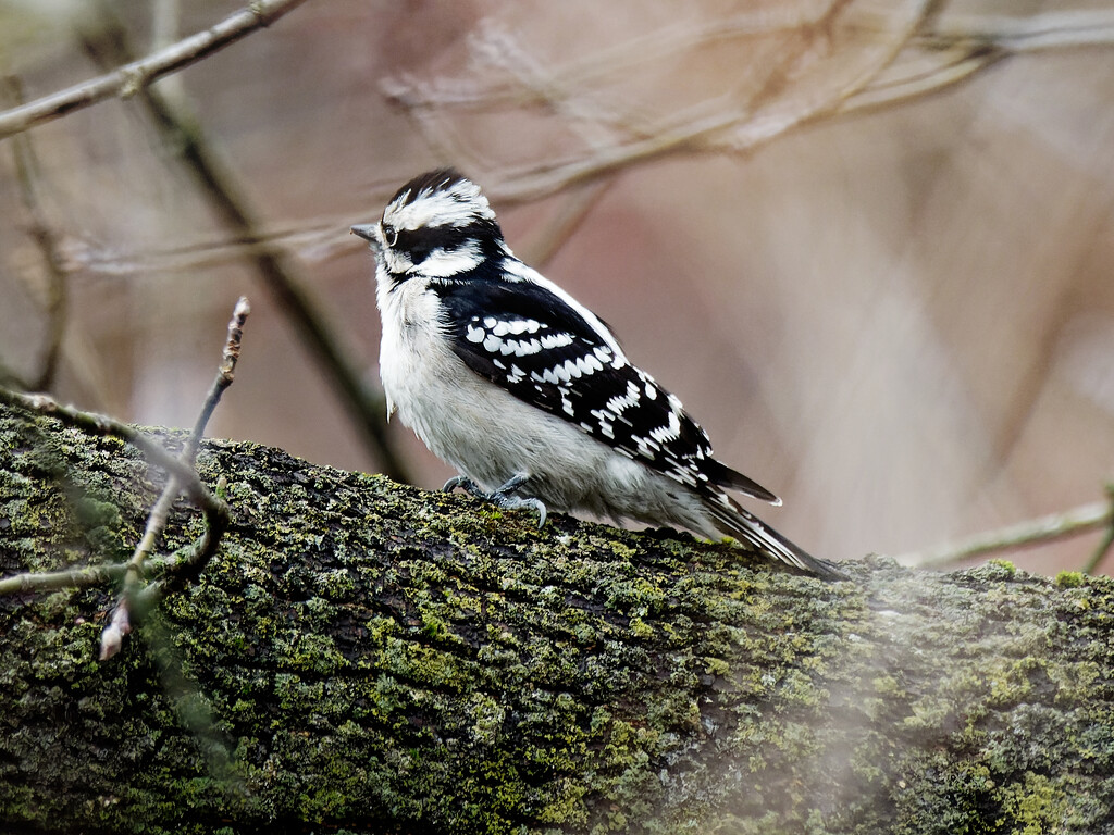 downy woodpecker side view by rminer