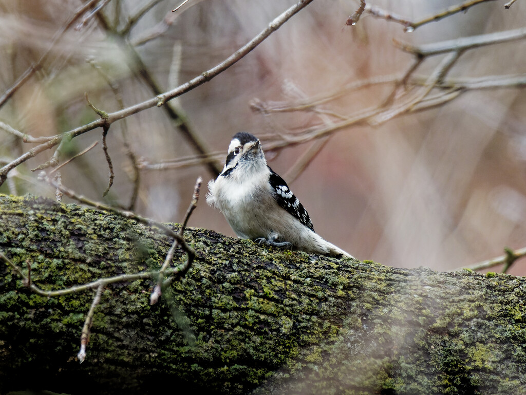 downy woodpecker front view by rminer