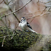 downy woodpecker front view