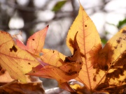 28th Dec 2021 - Leave it to the sucker sweetgum trees...