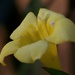 Carolina wild jasmine blossom... by marlboromaam