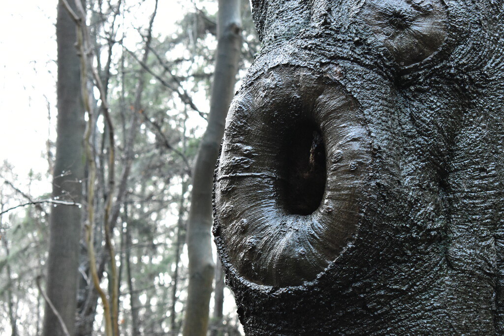 An interesting tree in the woods today by anitaw