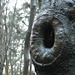 An interesting tree in the woods today by anitaw