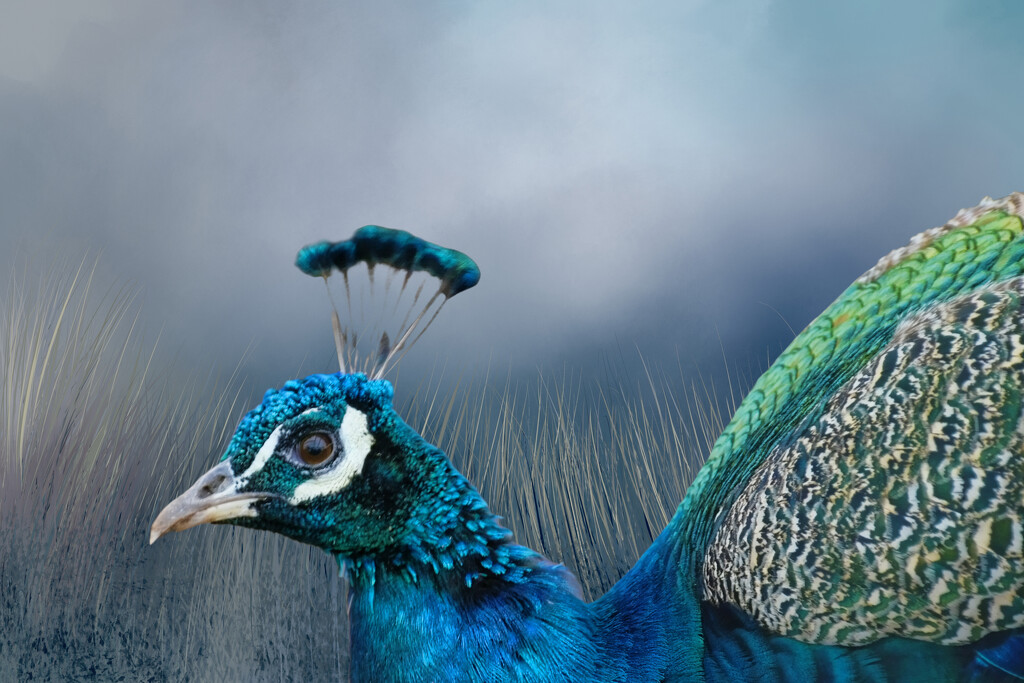 Peacock  by joysfocus