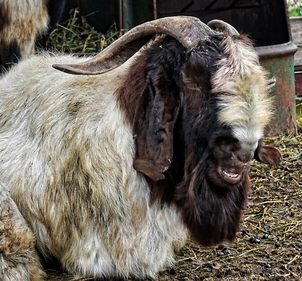 Old Goat Still Smiling by joysfocus