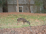 27th Dec 2021 - Deer in Field 