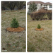Live Christmas tree 2 by larrysphotos