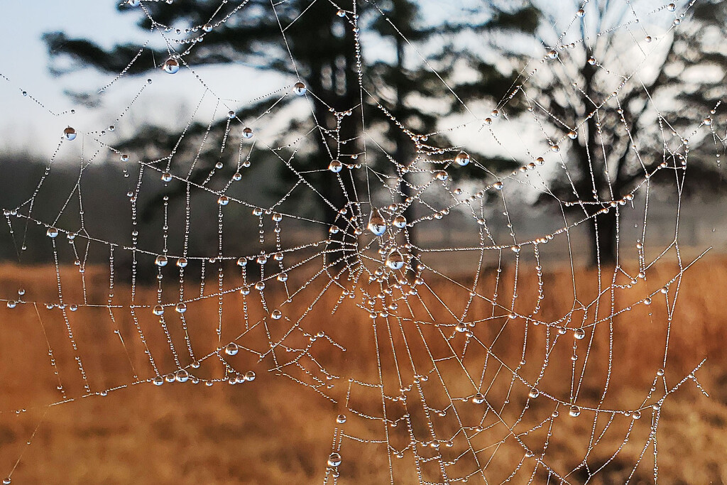 Foggy Spiderweb by milaniet