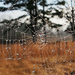 Foggy Spiderweb by milaniet