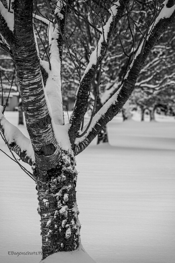 Winter Tree trunk  by theredcamera