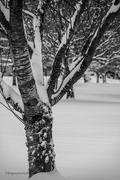 27th Dec 2021 - Winter Tree trunk 
