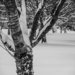 Winter Tree trunk 