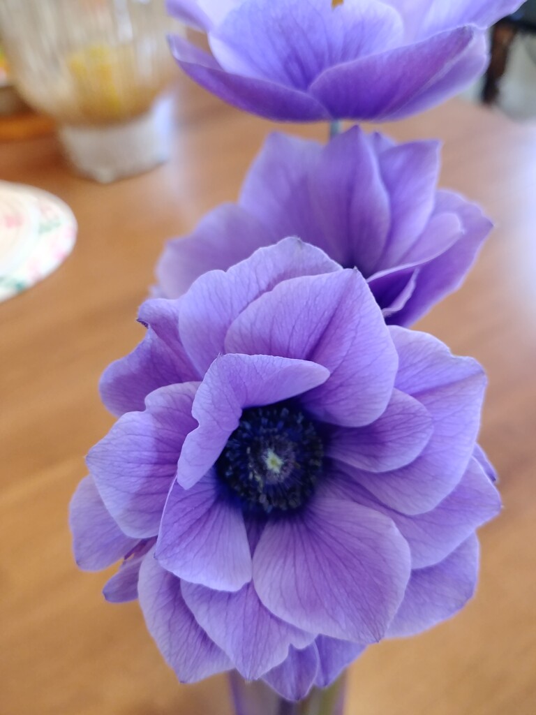 Purple Anemones by cwarrior