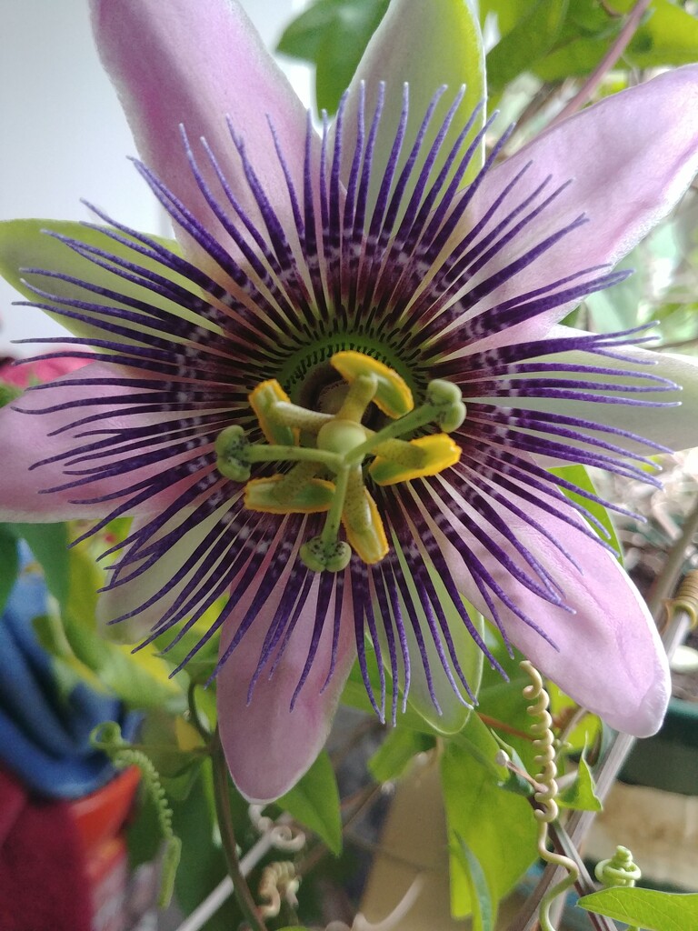 Passion Flower by cwarrior