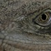Eye of the Lizard  by creative_shots