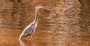 27th Dec 2021 - Blue Heron Searching for a Snack!