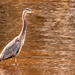 Blue Heron Searching for a Snack! by rickster549