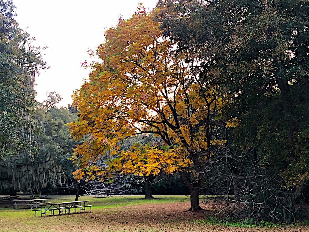 Late Autumn color, black walnut tree by congaree