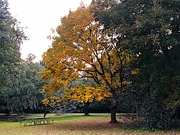 27th Dec 2021 - Late Autumn color, black walnut tree
